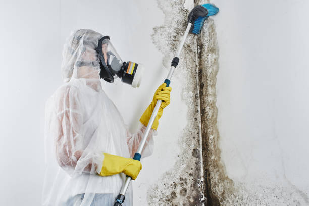 Professional Mold Remediation in Amite City, LA