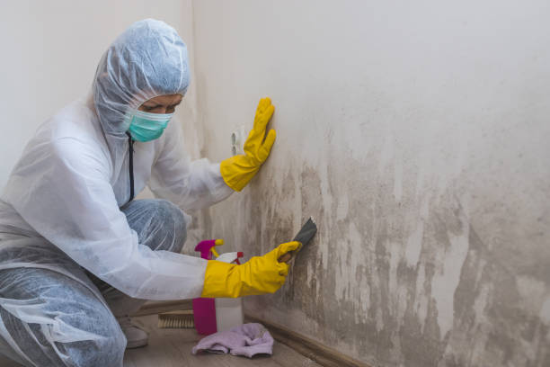 Best Mold Testing and Inspection Services in Amite City, LA