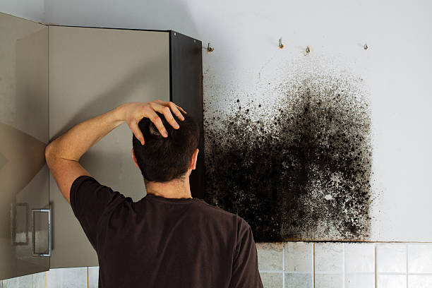 Best HVAC Mold Remediation in Amite City, LA